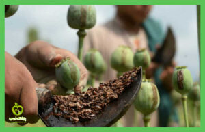 opium use