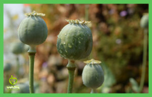 Side effects of opium